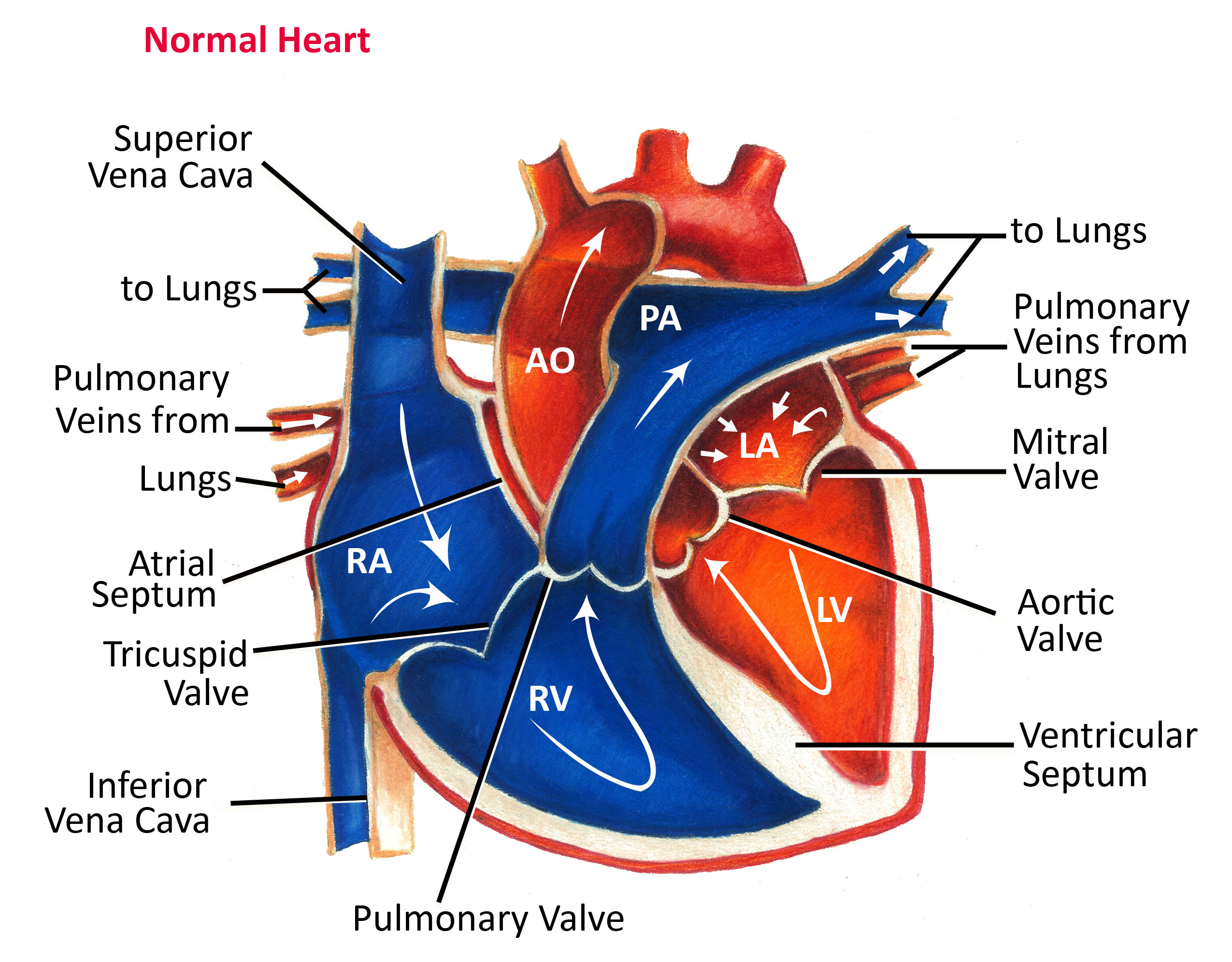 Normal Heart Anatomy and Blood Flow