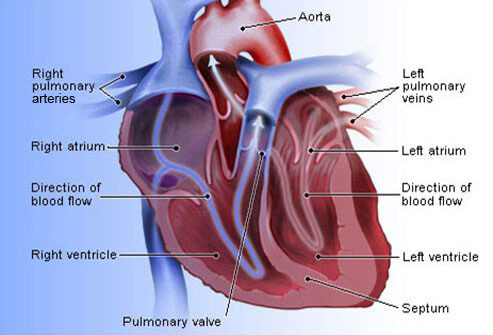 heart disease s heart