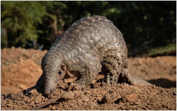 Pangolins are one such species that is widely traded in India