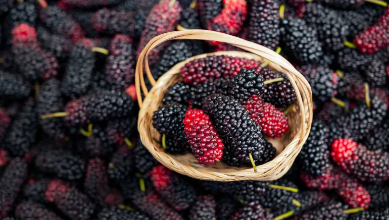 Health benefits of mulberry leaf all you need to know