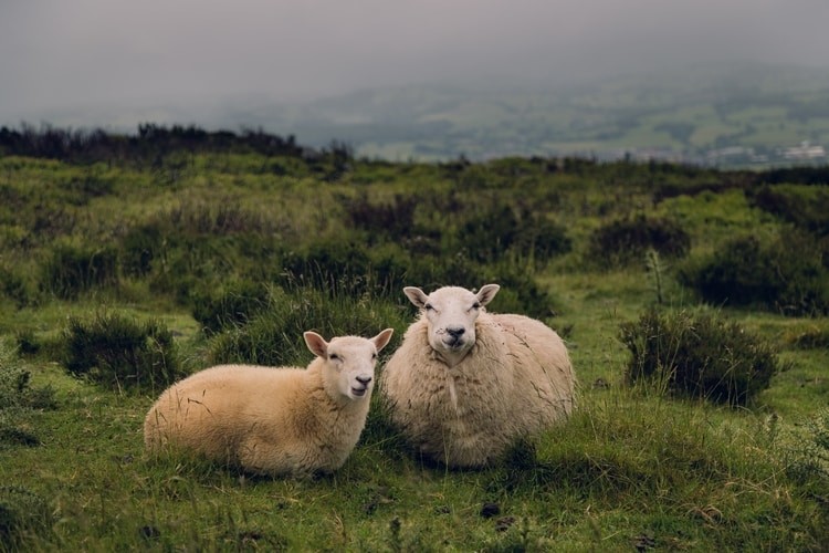 Sheep Gestation and goat gestation