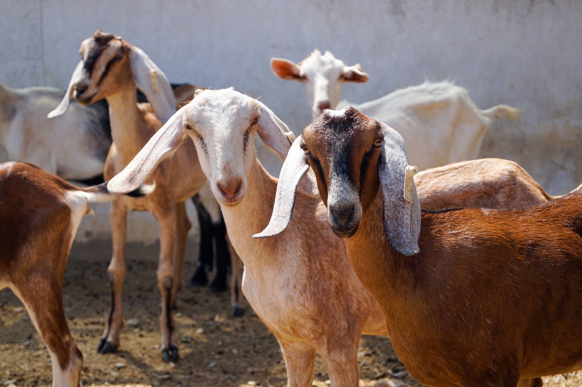 goat livestock