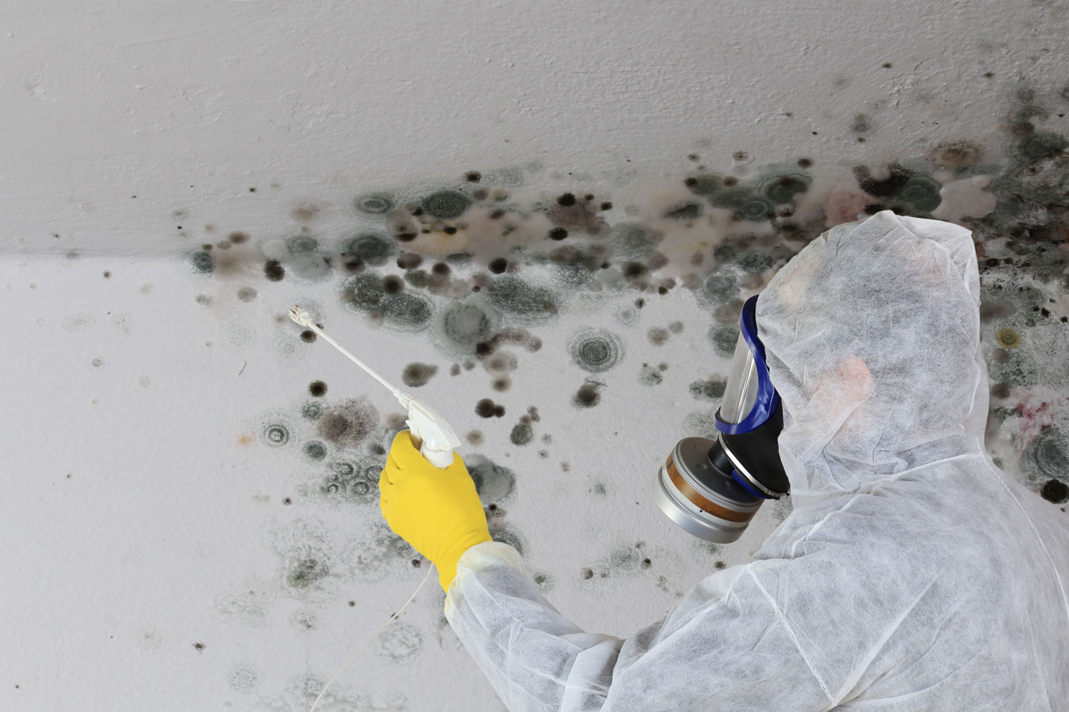 Why Does Mold Make You Sick