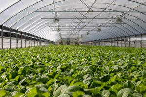 plants, Sustainable Farming