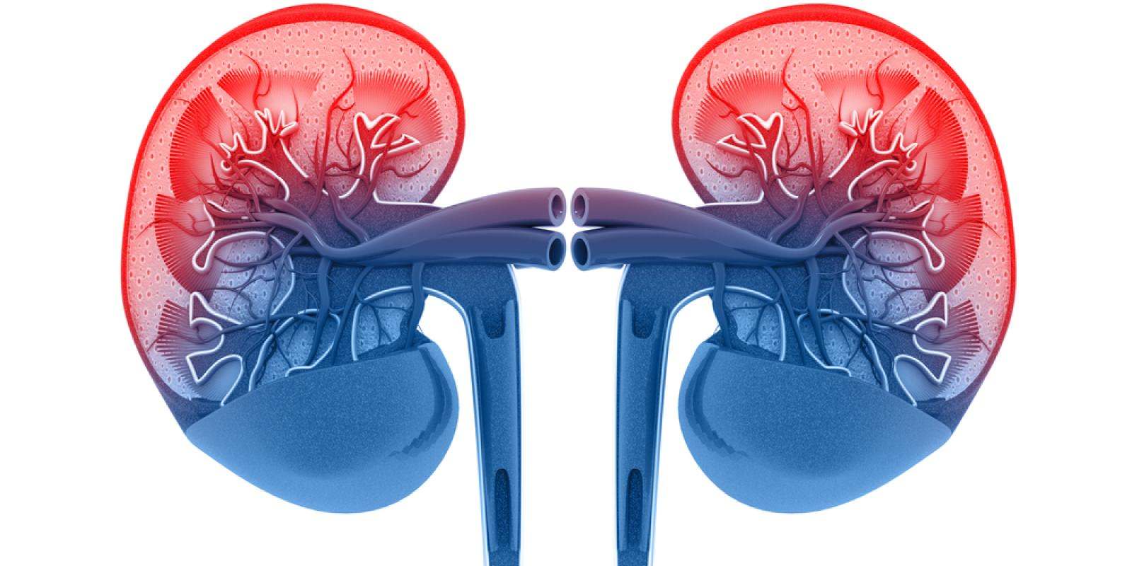 How to examine if your Kidneys are working fine?