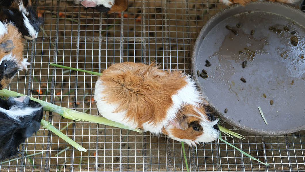How To Properly Clean And Maintain A Guinea Pig Cage