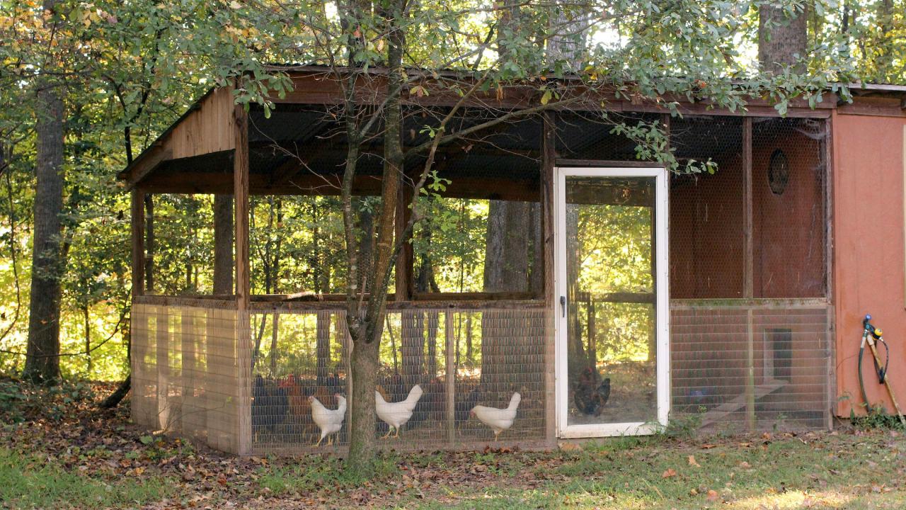 The importance of choosing the right chicken coop wire