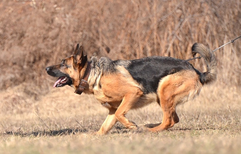 Understanding the Benefits of Having a German Shepherd as Your Personal Protection Dog
