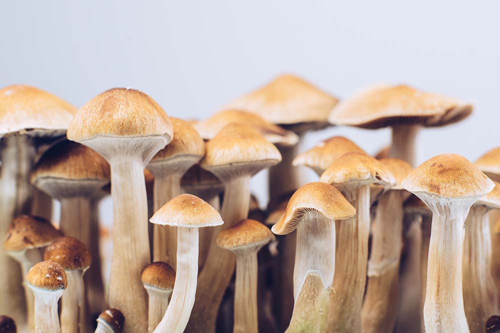 How Golden Teacher Mushroom Can Unlock Your Spiritual Potential?