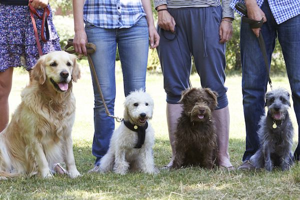 How to Become a Certified Dog Trainer in 5 Steps
