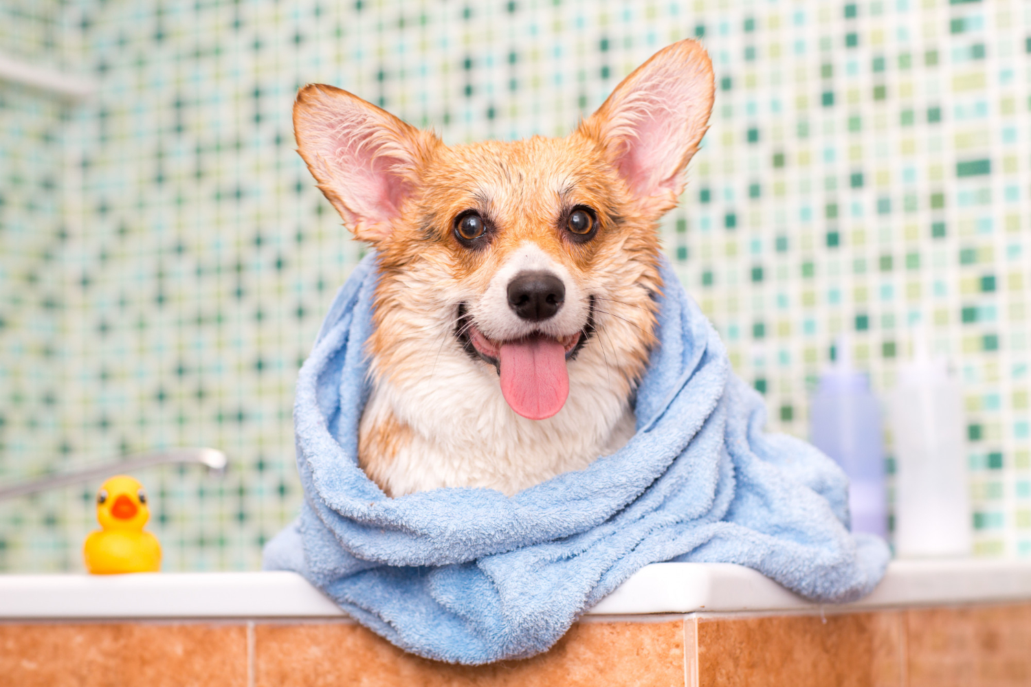 Dog Bathing 101: Tips and Tricks for Stress-Free Bath Time