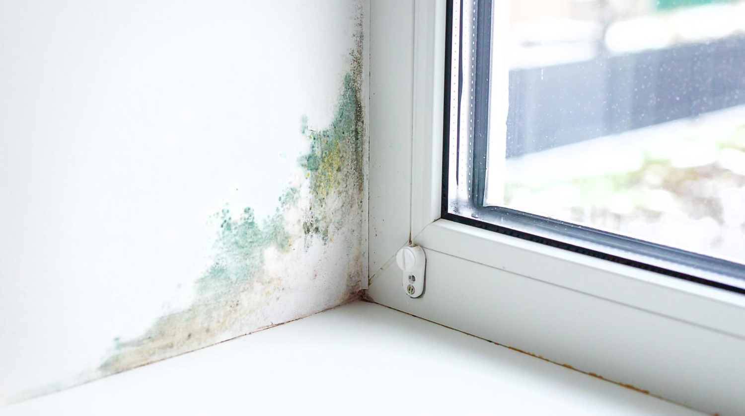 What You Should Know About Damp Patches on Your Ceiling- Causes and Solutions