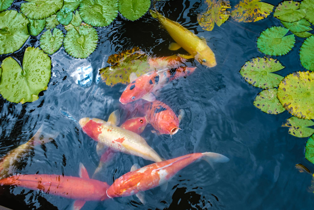 Flowing Waters, Happy Koi: Understanding Pond Circulation and Aeration