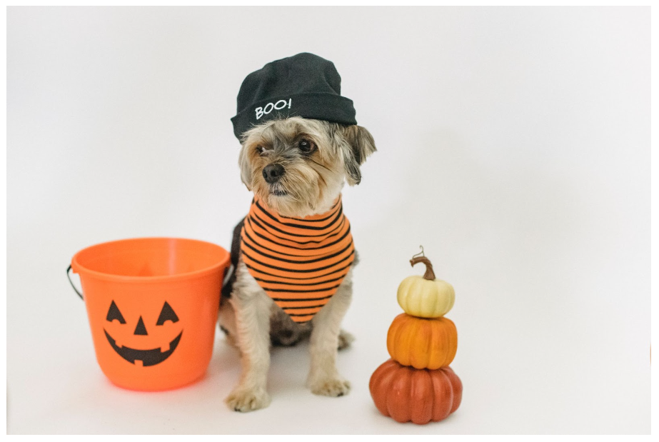 A Howl-o-ween Guide: Ensuring a Spook-free Halloween for Your Dog